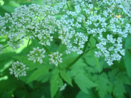Nature.